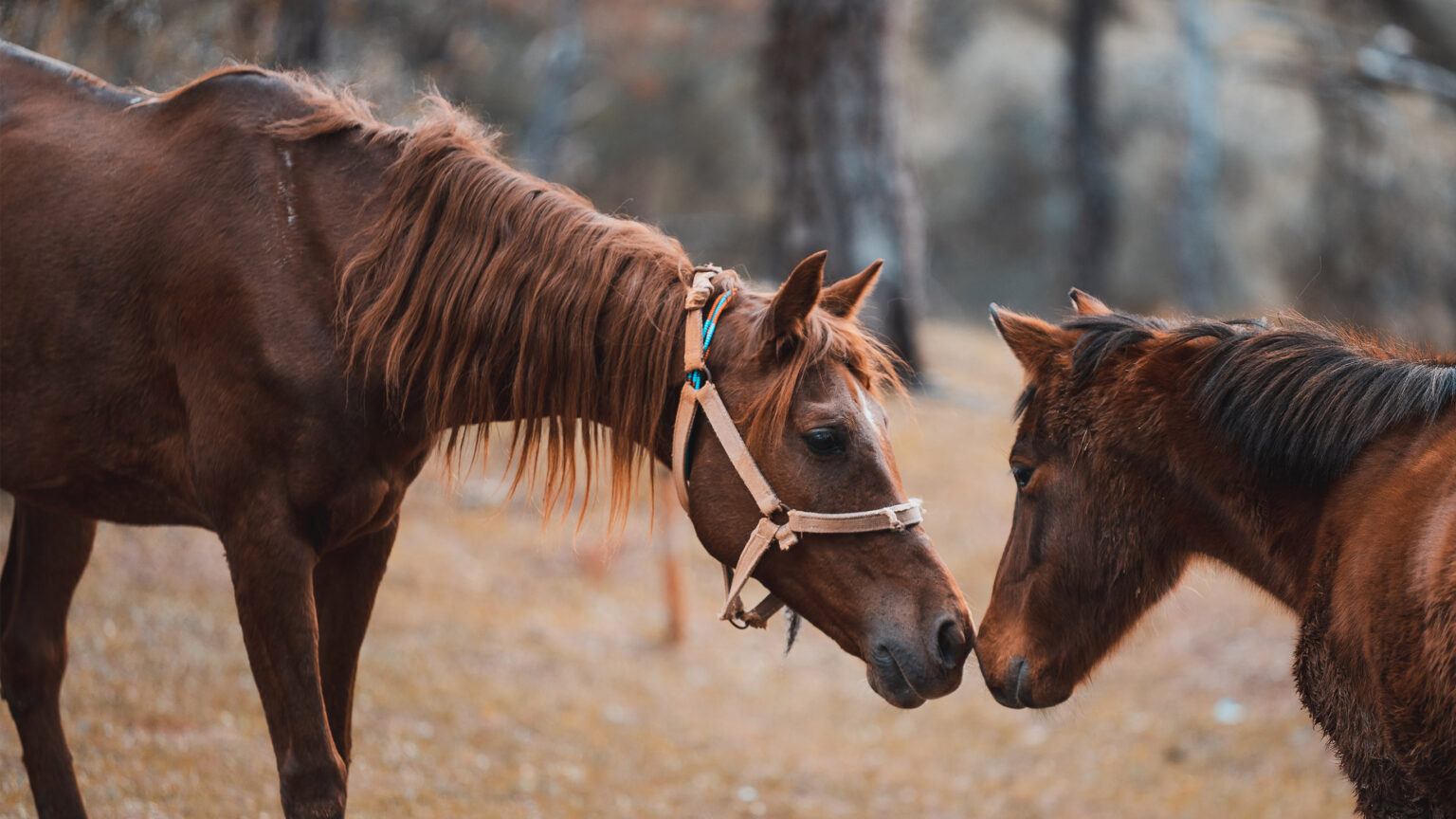 How To Compost Horse Manure