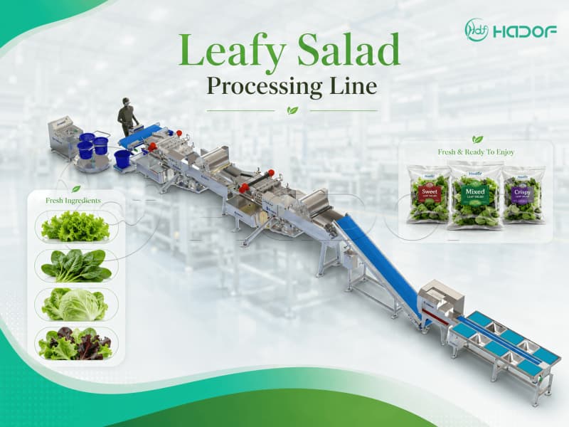 Leafy Salad Processing Line